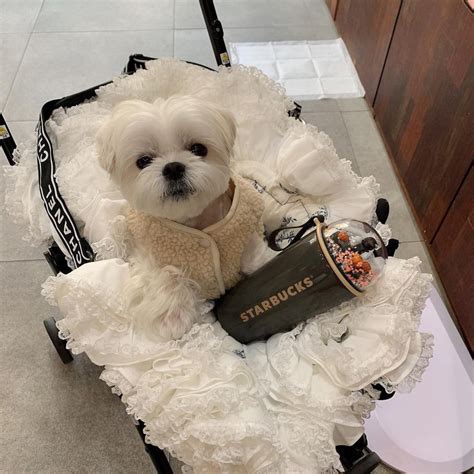 fake chanel dog carrier|chanel dog clothing.